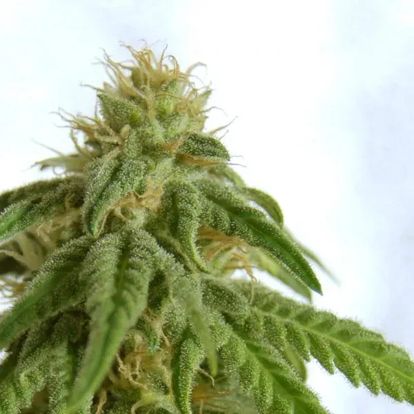 Kannabia Afrodite semi femminizzati 1 seme 22% THC