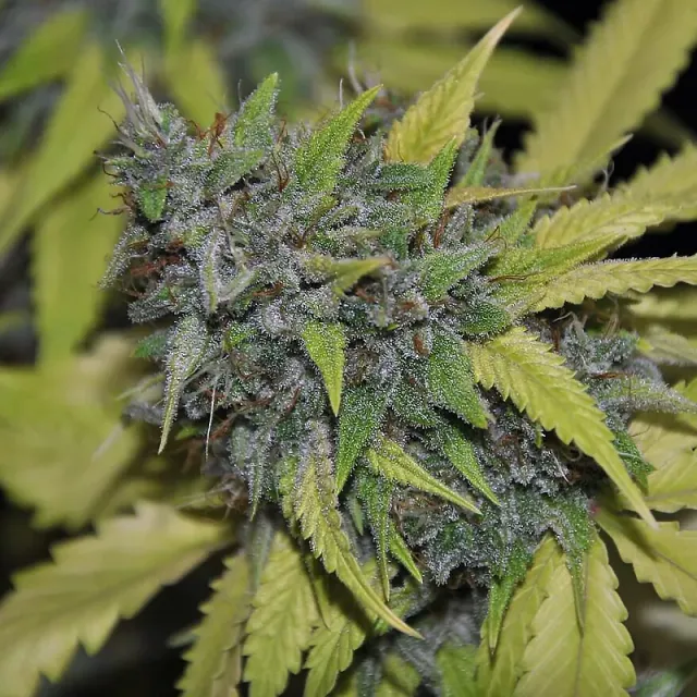 Pheno Finder Seeds Grandaddy Confidential semi femminizzati