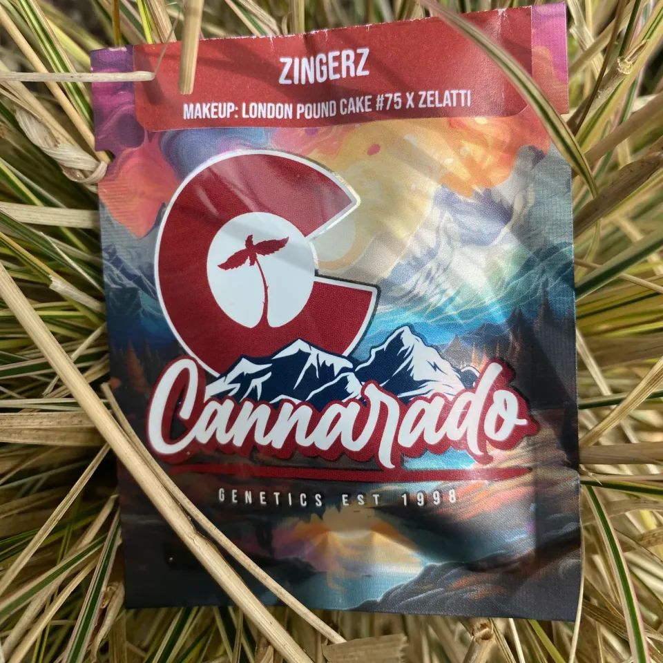 Cannarado Genetics Zingerz semi regolari 10+ LPC75 x Zelatti