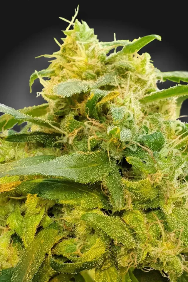 Paradise Seeds CBDivine semi cannabis CBD limone