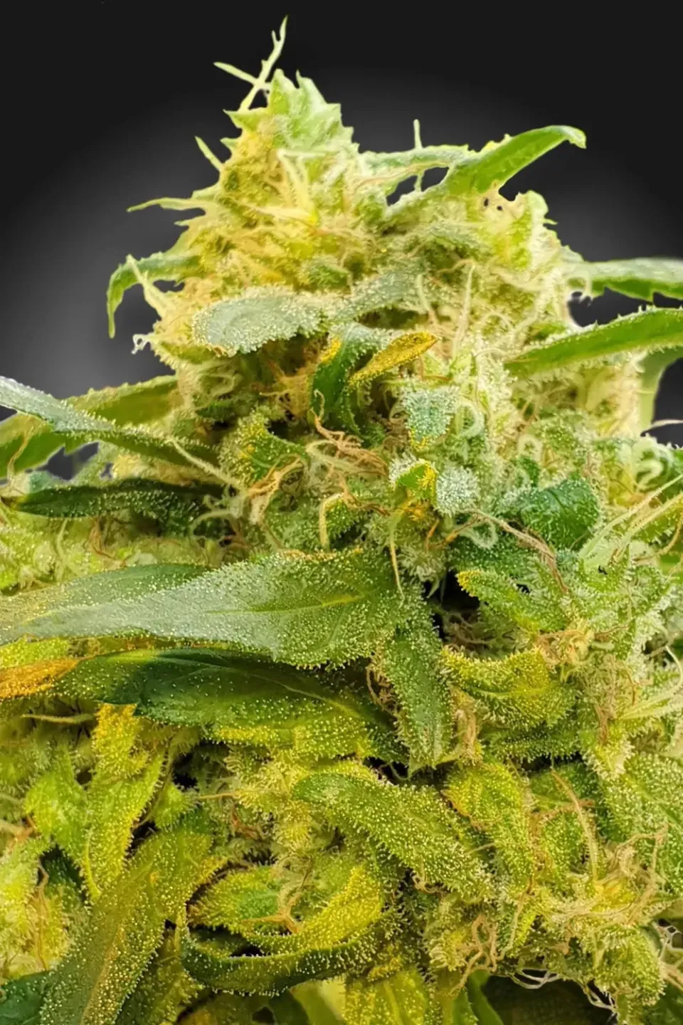 Paradise Seeds CBDivine semi cannabis CBD limone