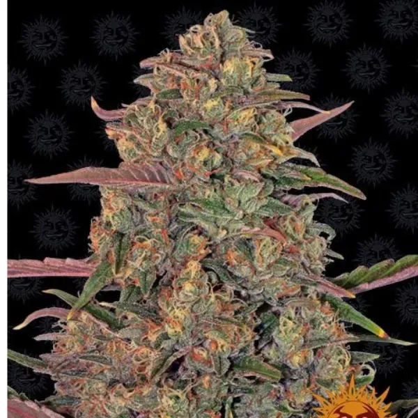 Barney's Farm Pineapple Chunk semi femminizzati indica