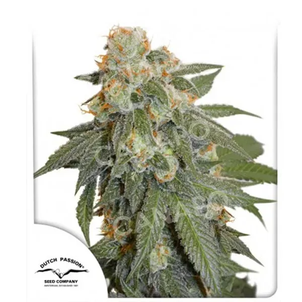 Dutch Passion Auto Orange Bud semi autofiorenti XL sativa
