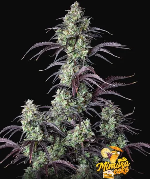 Fast Buds Mimosa Cake Auto semi autofiorenti 24% THC