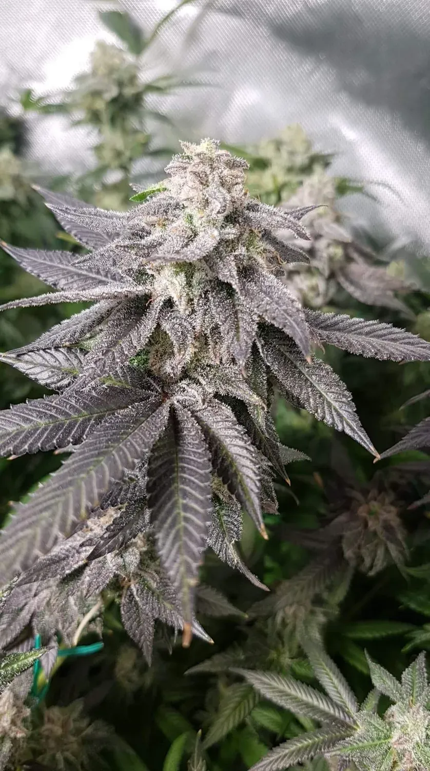 Pheno Finder Seeds White Chocolate Orange semi femminizzati