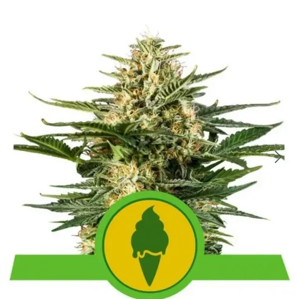 Royal Queen Seeds Green Gelato Automatic autofiorenti