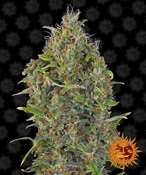 Barney's Farm Critical Kush Auto semi autofiorenti 1 seme