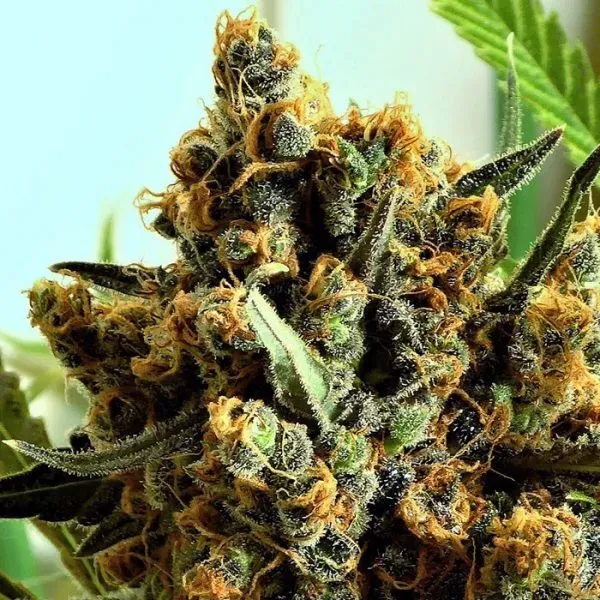 Ripper Seeds Criminal+ semi femminizzati 1 seme indica 80%