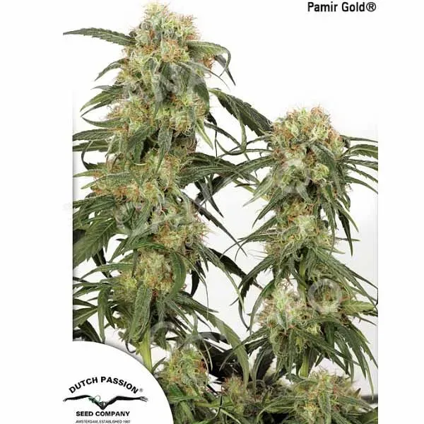 Dutch Passion Pamir Gold semi femminizzati indica resistente