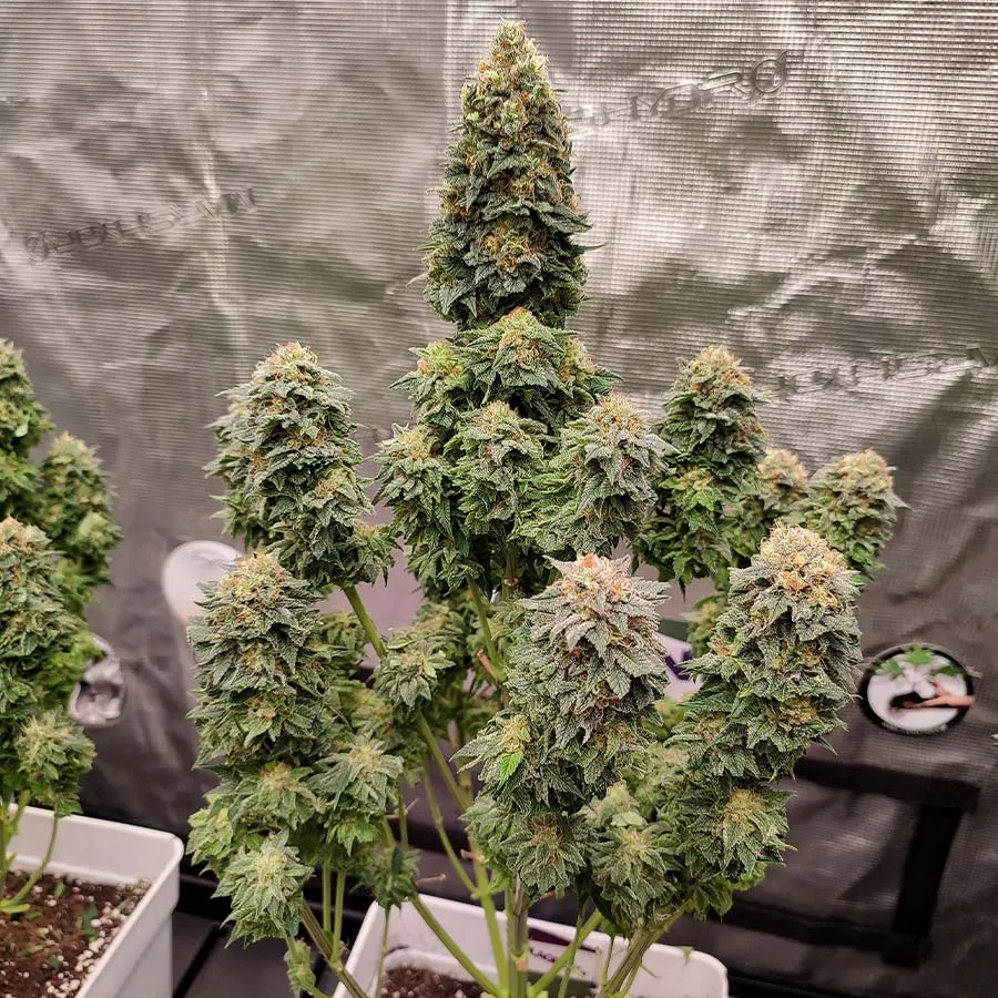 Buddha Seeds Buddha Kraken semi femminizzati potenti