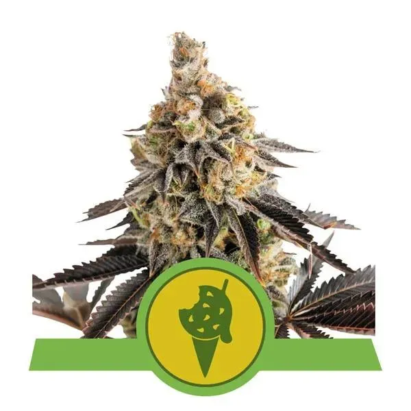 Royal Queen Seeds Cookies Gelato Auto semi autofiorenti THC 23%