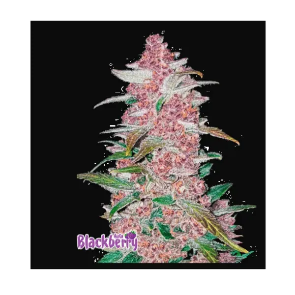 Fast Buds Blackberry Auto Semi Autofiorente da Collezione
