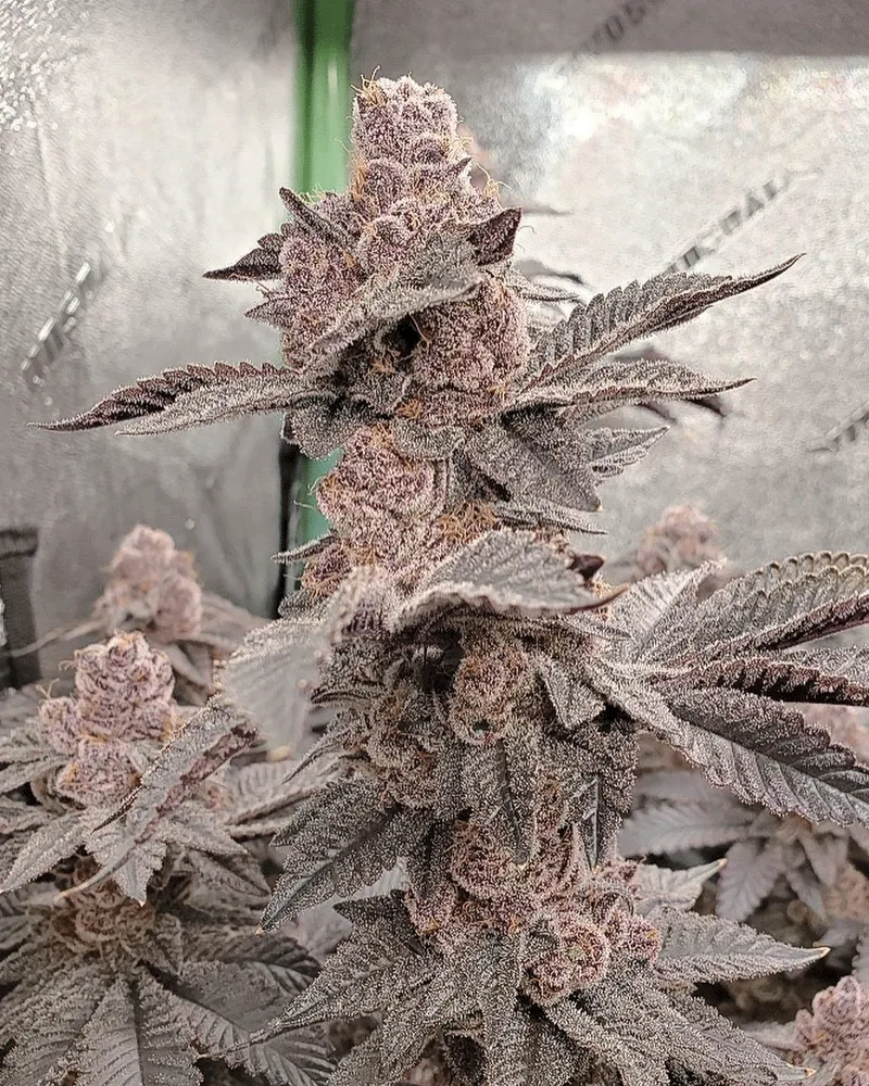 Solfire Gardens Funkdafied semi femminizzati pack
