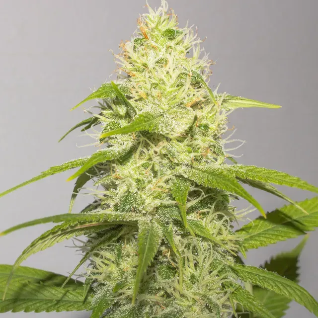 Vision Seeds White Runtz semi femminizzati dolci fruttati