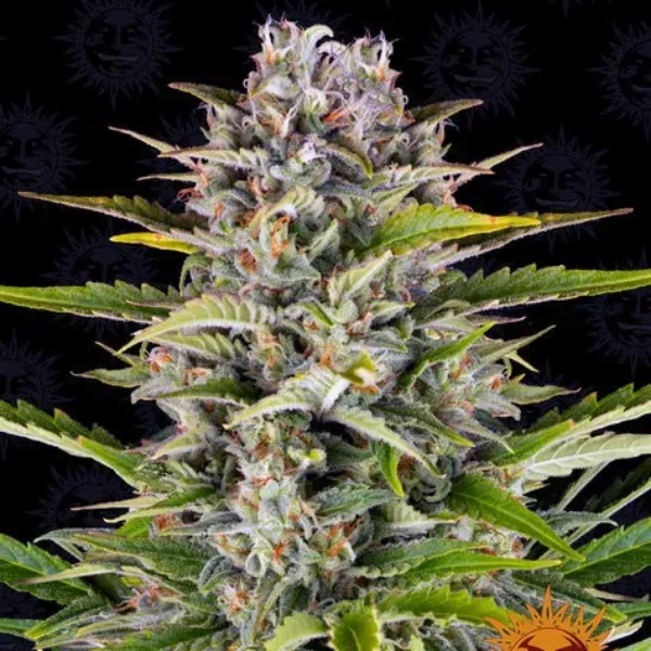 Barney's Farm Gorilla Zkittlez Auto semi autofiorenti 3 semi