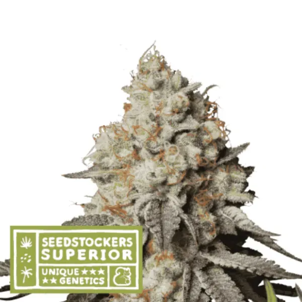 Seedstockers Panty Punch Auto semi THC30 11 sett