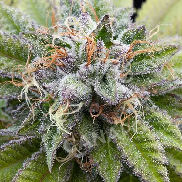 Dinafem Bubba Kush semi femminizzati benzina caffè