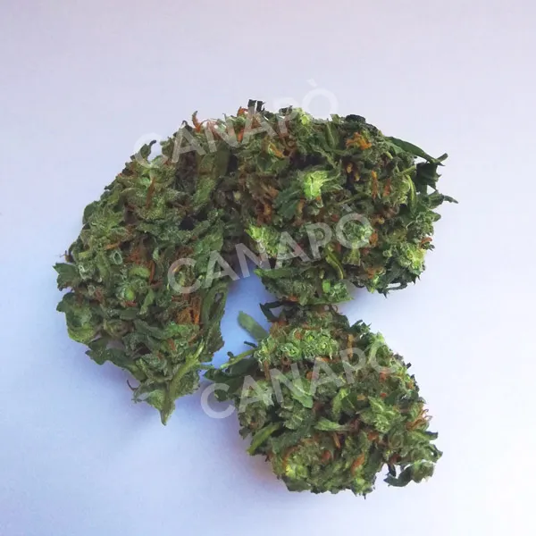 MR Flower Kompolti CBD Infiorescenze 3 g THC Legale