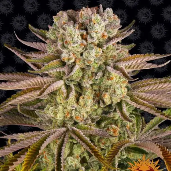 Barney's Farm Pineapple Express semi femminizzati