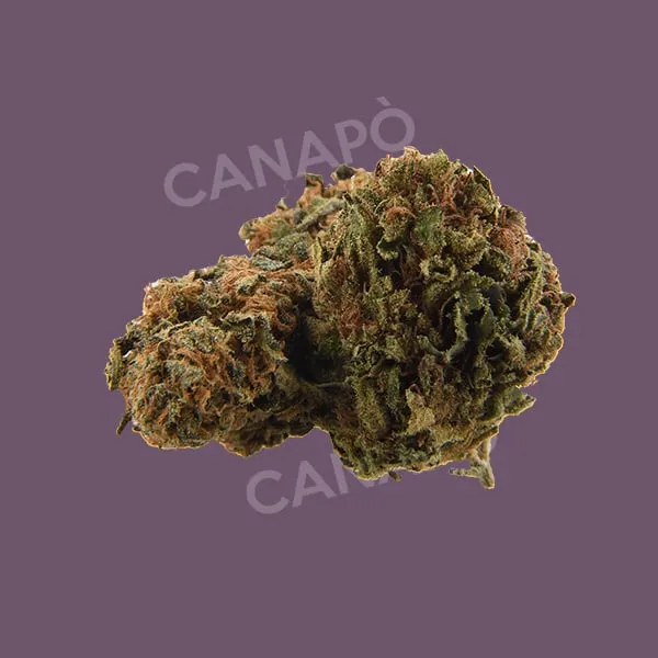 Canapa Zero Mystic infiorescenza CBD 19% legale