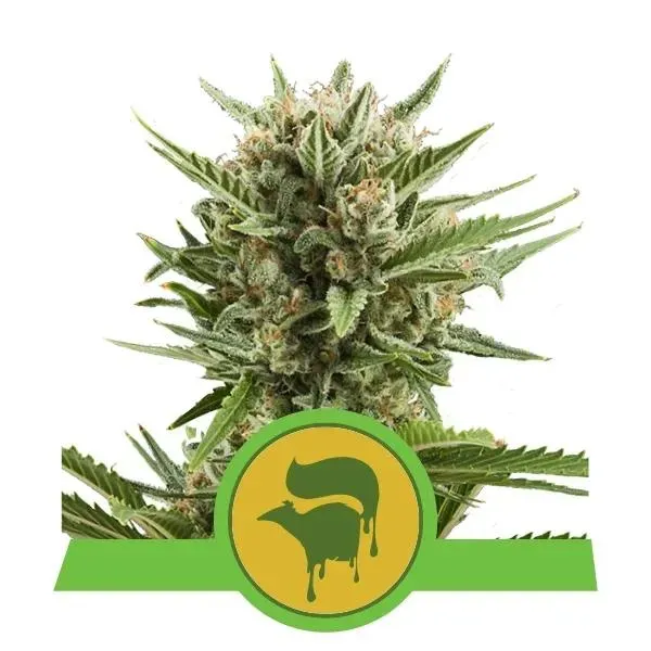 Royal Queen Seeds Sweet Skunk Automatic semi veloci
