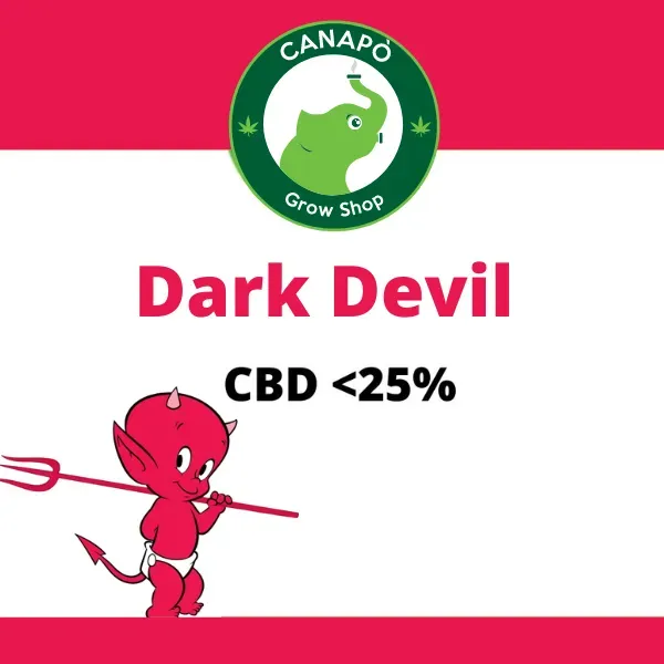 Dark Devil CBD infiorescenza greenhouse dolce 1 g