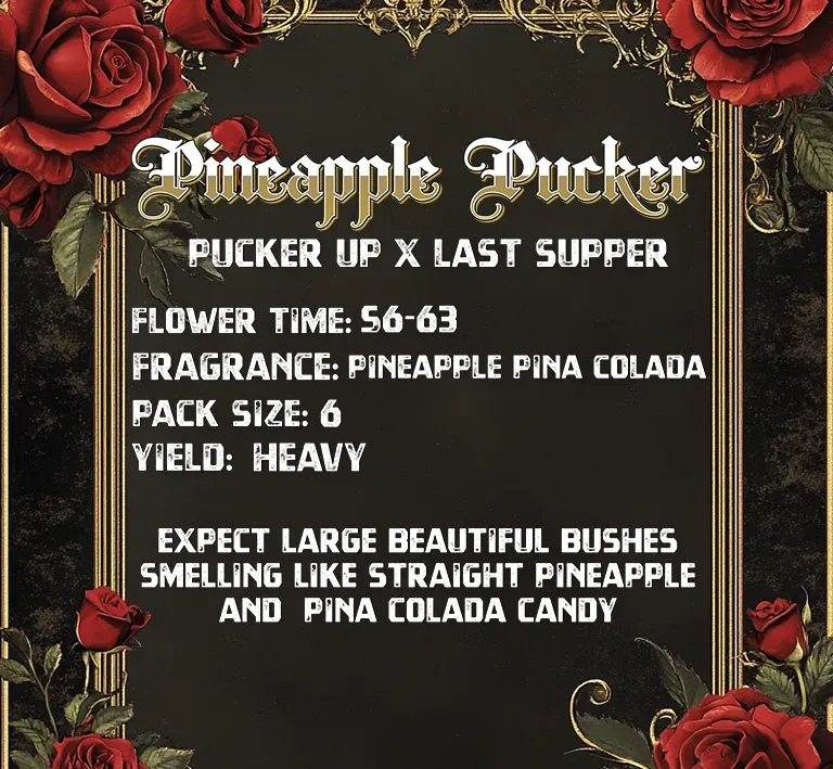 Solfire Gardens Pineapple Pucker semi 6 pezzi ananas