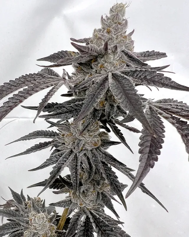 Solfire Gardens Hood Candyz Ice Cold semi femminizzati