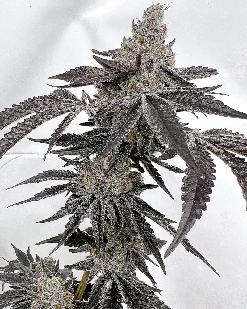 Solfire Gardens Hood Candyz Ice Cold semi femminizzati