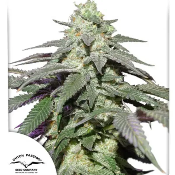 Dutch Passion Skywalker Haze Auto semi autofiorenti limone 24%