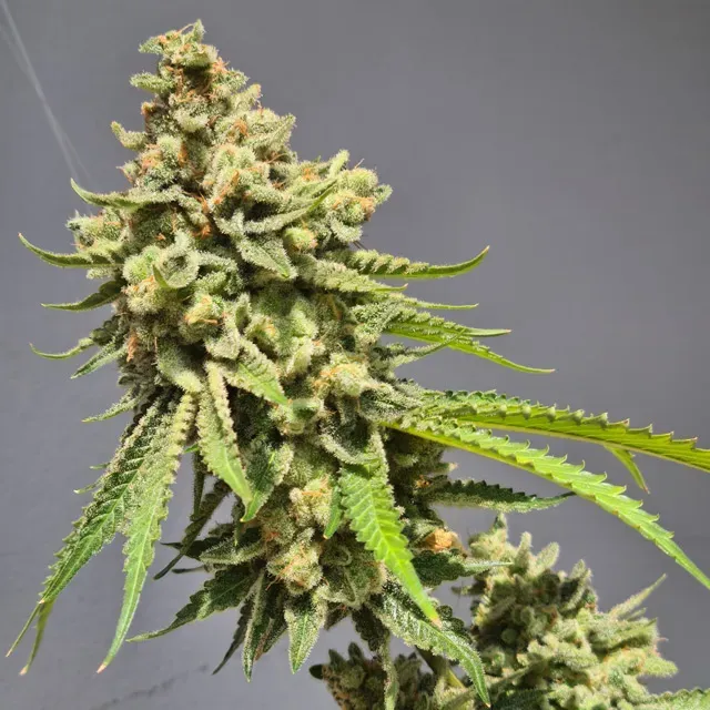 Vision Seeds Strawberry Haze semi autofiorente fragola