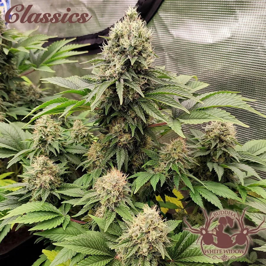 Buddha Seeds White Widow semi femminizzati classici