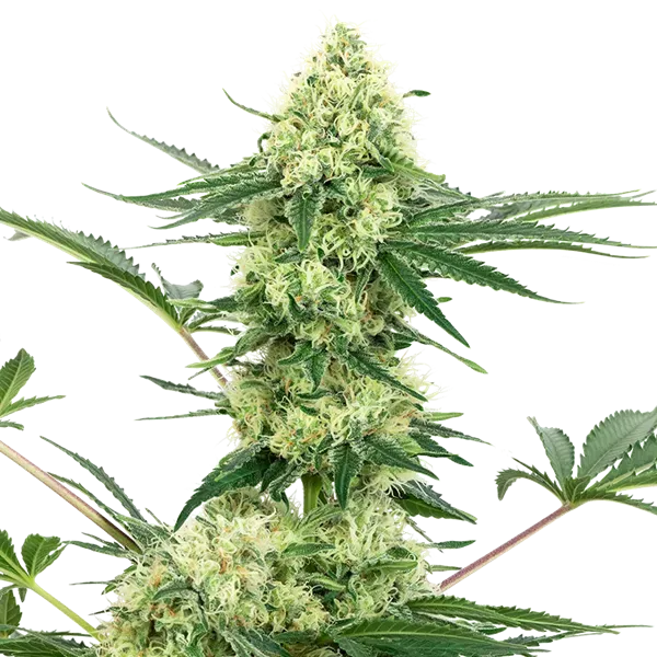 White Label Wedding Cheesecake semi femminizzati 1 seme indica