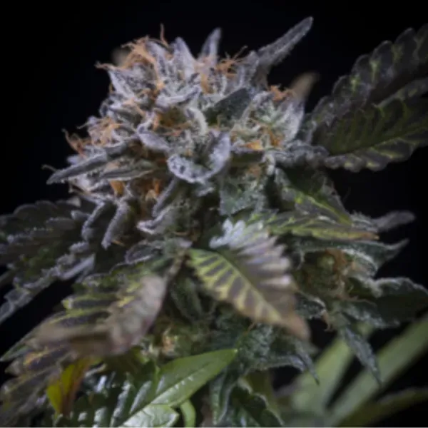 Paradise Seeds White Noise semi femminizzati indica