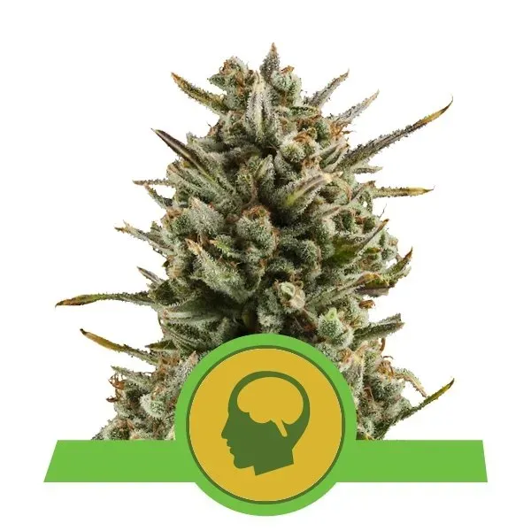Royal Queen Seeds Amnesia Haze Auto semi autofiorenti sativa