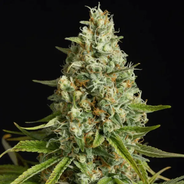 Silent Seeds Amnesia Lemon semi femminizzati sativa