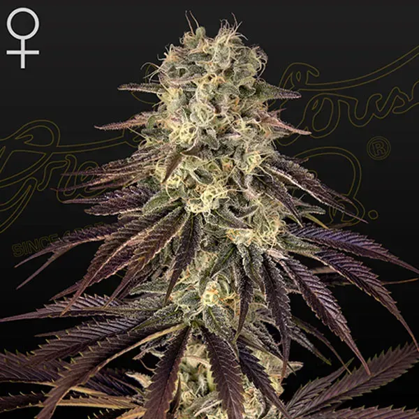 Green House Seeds Kong's Krush semi femminizzati 3 semi banana
