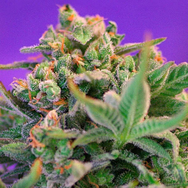 Sweet Seeds Sweet Cheese SWS19 Semi Femminizzati 3+1