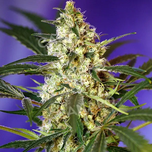 Sweet Seeds Fast Bud #2 Auto semi autofiorenti 3+1