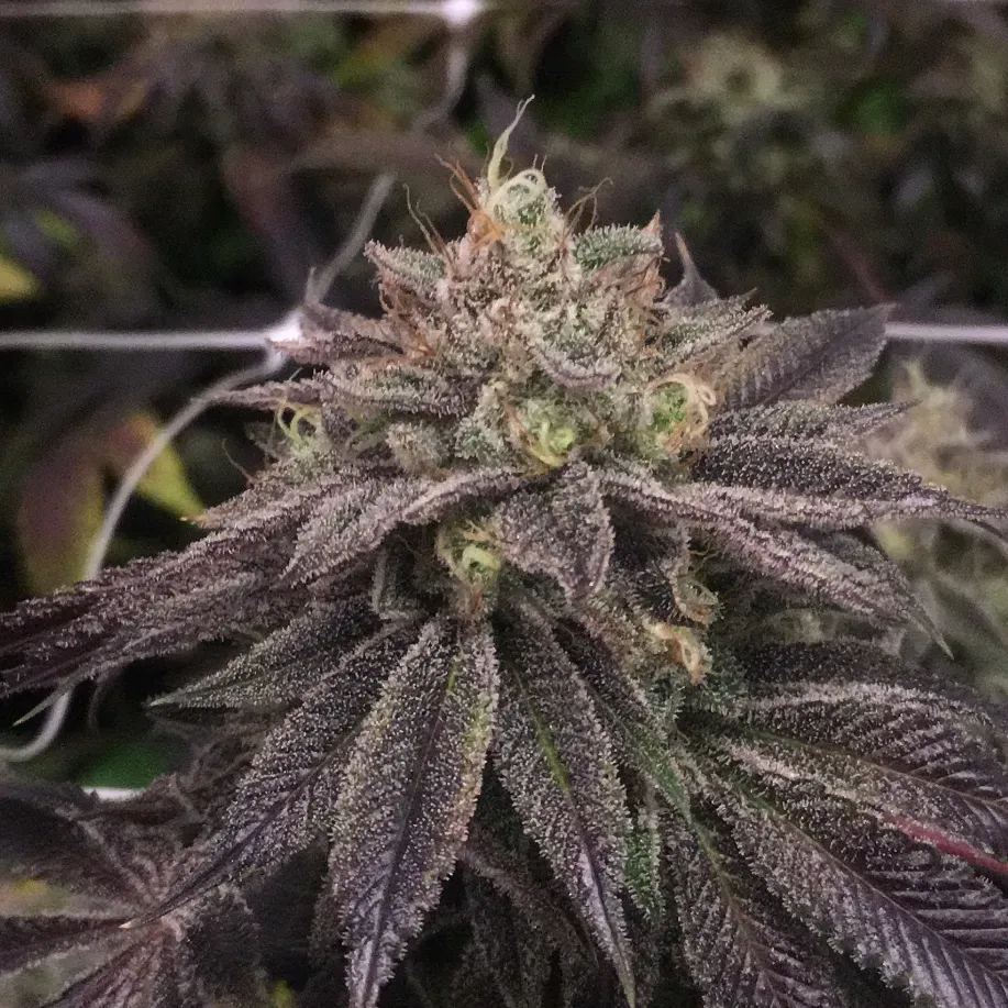 Pheno Finder Star Cake semi femminizzato dolce cake