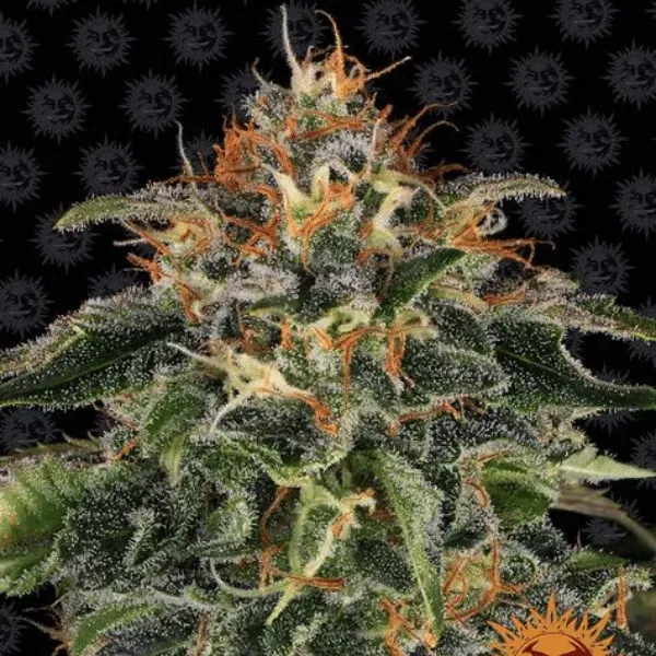 Barney's Farm Moby Dick Fem semi femminizzati da collezione