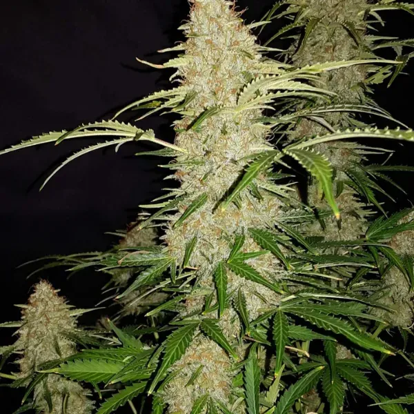 Fast Buds Jack Herer Auto semi autofiorenti 70-90 cm