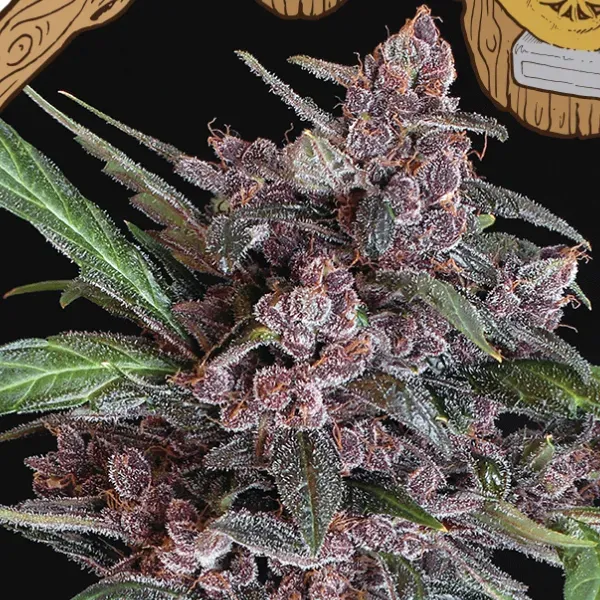 Exotic Seeds Black Lemon Auto autofiorenti 3 semi
