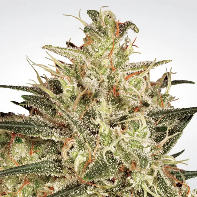 Paradise Seeds Atomical Haze semi femminizzati sativa dominante
