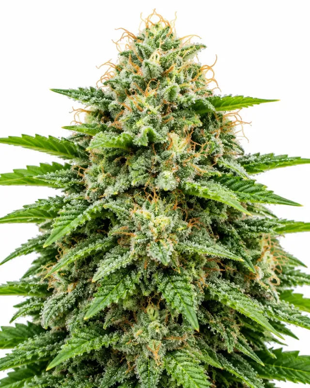 Trikoma Seeds Critical Plus Auto semi autofiorenti