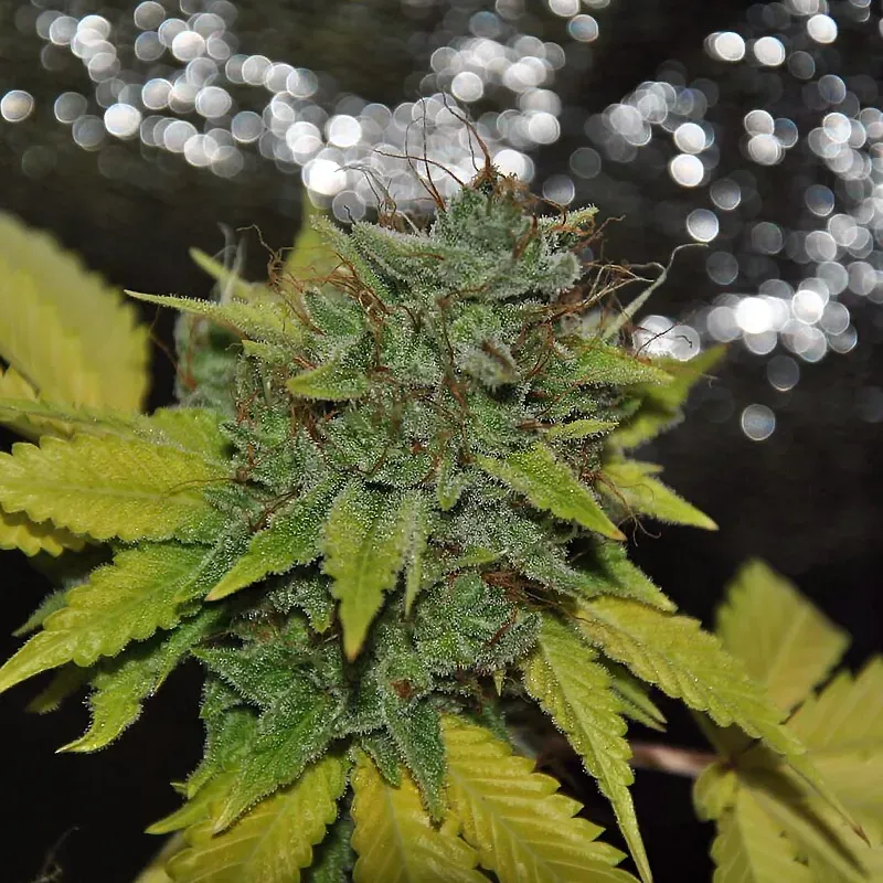 Pheno Finder Seeds Grapefruit Diesel semi femminizzati