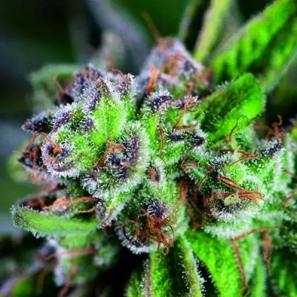 Pyramid Seeds Watermelon Zkittlez semi femminizzati 4 semi THC 25%