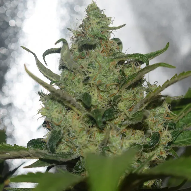 Vision Seeds Garlotty semi femminizzati fruttati skunk