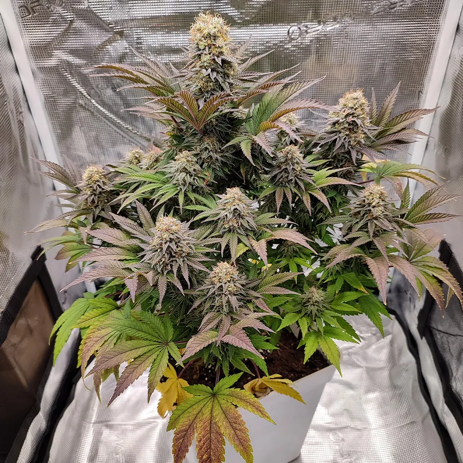 Buddha Seeds Buddha Cookie semi femminizzati dolci