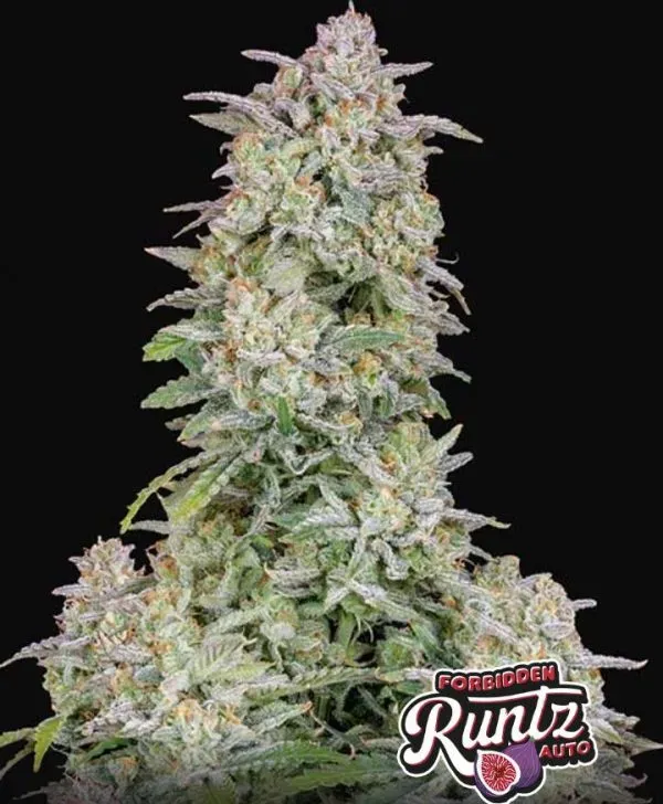 Fast Buds Forbidden Runtz Auto semi autofiorenti da collezione THC 26%